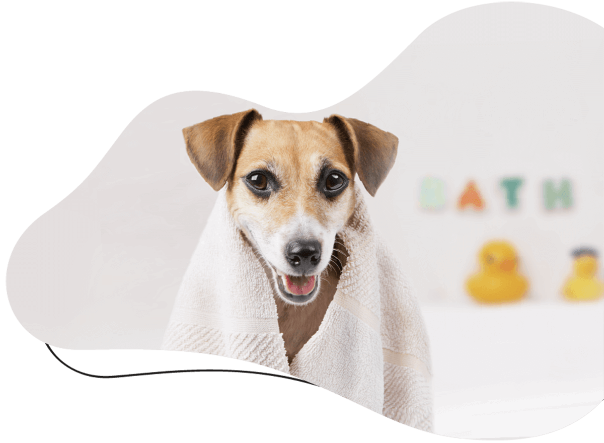 Pawsitive https://felizen.ma/wp-content/uploads/2019/07/hero_image_01.png