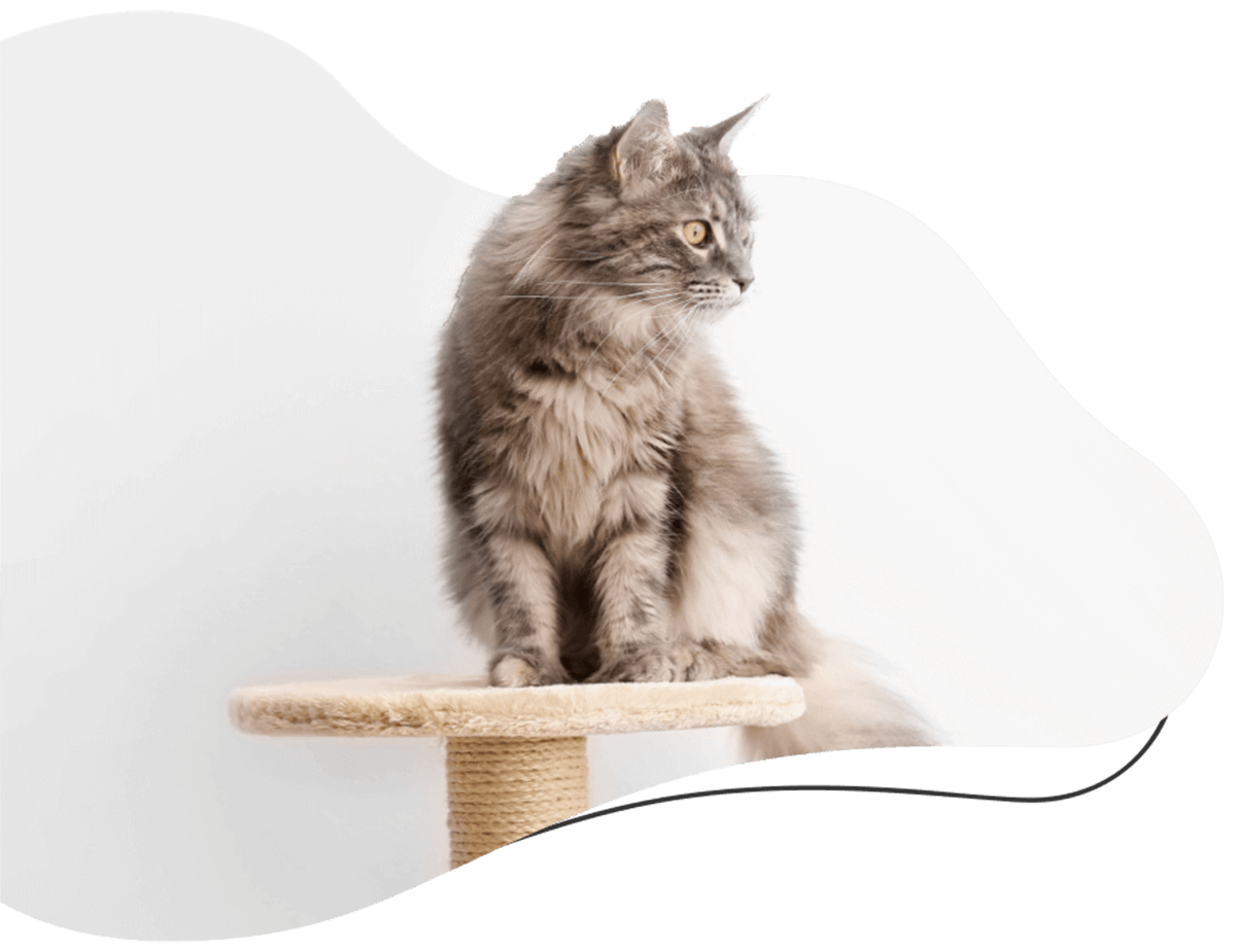 Pawsitive https://felizen.ma/wp-content/uploads/2019/07/hero_image_02.png